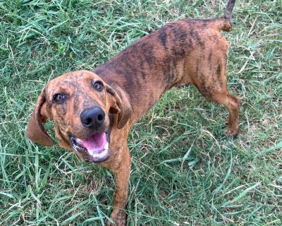 Vixey - Plott Hound Female Dog for Adoption