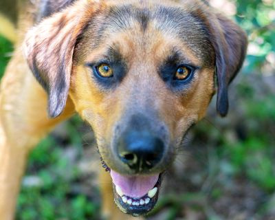 Junior - Shepherd Mix Male Dog for Adoption