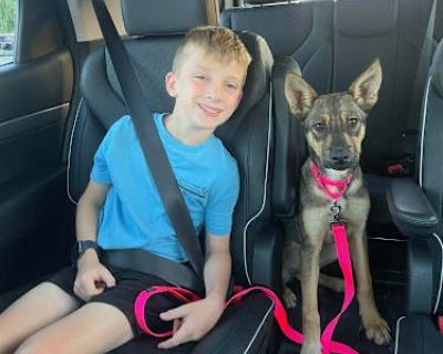 Miss Scrappy Doo - Shepherd (Unknown Type)/Mixed Breed (Medium) Mix Female Puppy for Adoption