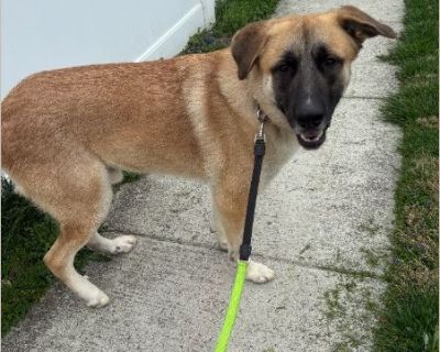 Juke - Male Puppy Anatolian Shepherd / German Shepherd for Adoption
