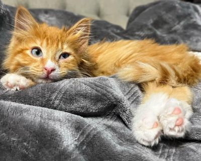 Ginger Fluff - Domestic Long Hair Female Cat for Adoption