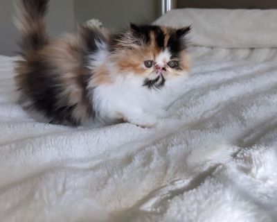 Persian kitten female