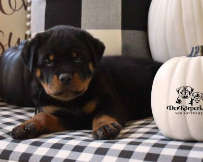 2 Male and 7 Female Rottweiler Puppies for Sale