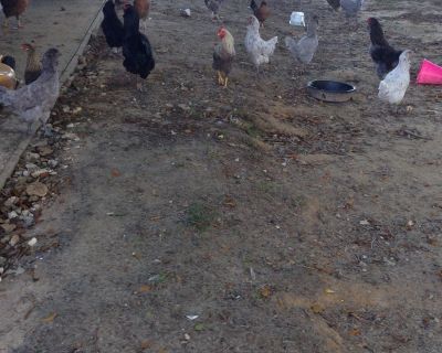 12 chickens and 3 roosters for sale