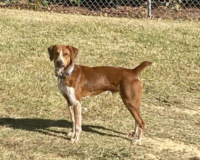 Red - English Coonhound Mix Male Dog for Adoption