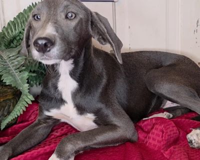 Blair - Blue Lacy & Hound Mix Female Puppy for Adoption