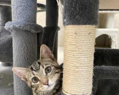 Primary Color: Grey Tabby Age: 0yrs 5mths 1wks. Spayed / Neutered. Breed Domestic Shorthair Color Age Kitten Sex Male Pet ID 30069 Hair Length