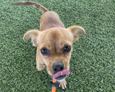 Maui came from the Las Cruces AS. She is only about a year old and still all puppy. Our Rescue Walkers had her out with other dogs and she had a ball. Chasing toys and enjoying life. My adoption fee is $185 which includes my spay/neuter, age appropriate vaccinations, heartworm disease test, Microchip/registration fee and collar . ADOPT ME TODAY and find a friend for life! And remember that adop...