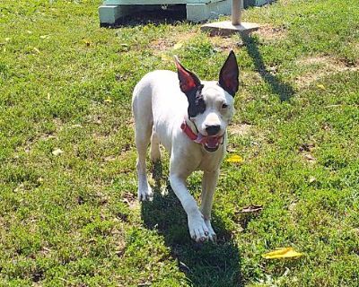 Baby Girl - American Pit Bull Terrier Female Dog for Adoption