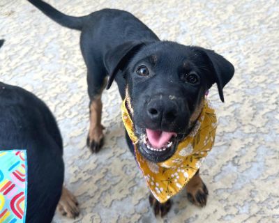 Opal is a super sweet and cuddly 2.5 month old Rottweiler / Shepherd mix that weighs 17 lbs. She is expected to be around 70-75 lbs when is she full grown. Opal is always ready for fun and cuddles. She is a social butterfly and loves to met new people, especially kids. She is super affectionate, loving and absolutely adores being doted on by her humans. Her favorite humans are the kids in her f...