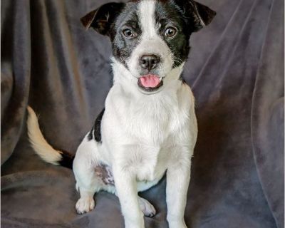 Brilliant Lil Mr Bonsi - Male Puppy Rat Terrier / Pug for Adoption