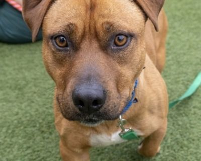 Roly - Terrier Mix Male Dog for Adoption