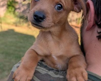 Hey there, I m Max! I m an 8-week-old pup ready to find my forever home! I m a happy, playful guy who loves being around other dogs they re my favorite playmates. Whether we re wrestling, chasing toys, or exploring together, I m always up for some fun. I enjoy rope toys, stuffed animals, and just about anything that squeaks. I m friendly and social, and I d be thrilled to have a doggy sibling t...
