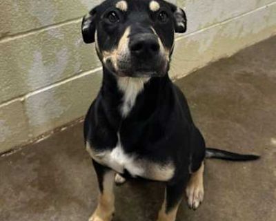 Robbie (HW+) - Terrier (Unknown Type, Medium) Male Dog for Adoption