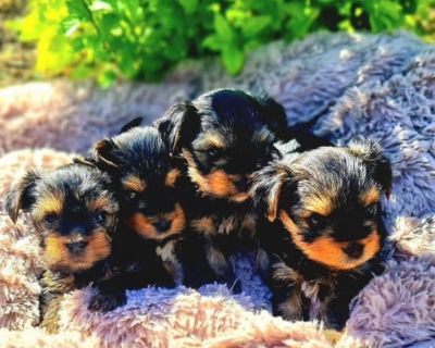 Yorkshire Terrier Puppies for Sale in Pennsylvania (PA)