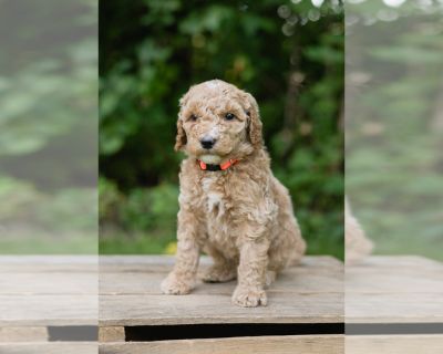 Neon - Double Doodle Male Puppy for Sale