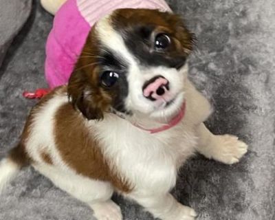 Delilah - Chihuahua Mix Female Dog for Adoption