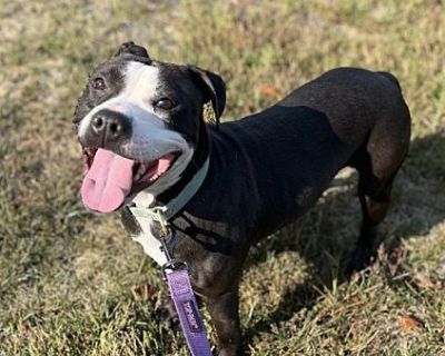 Lucy - American Pit Bull Terrier Female Dog for Adoption