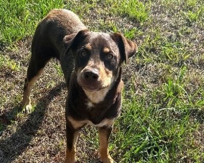 Mickey - Rottweiler & Labrador Retriever Mix Male Dog for Adoption