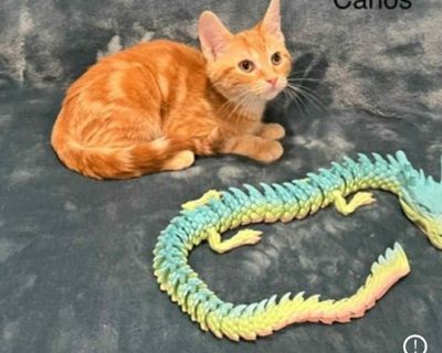 Introducing Carlos: a charming 10-week-old kitten who is sure to steal your heart! This beautiful, gentle boy loves nothing more than human company and is always up for some cuddles. He's a real treat lover too, eagerly seeking out affection from his favorite people. If you're looking for a playful feline friend who gets along well with kids, dogs, and other cats, Carlos might just be the perfe...
