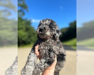 Merle Boy - Goldendoodle (Miniature) Male Puppy for Sale