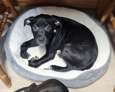 Rockford - Black Labrador Retriever Mix Male Puppy for Adoption
