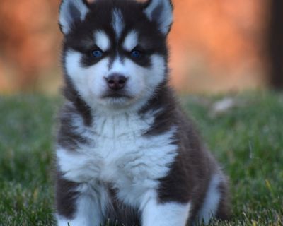 My name is Owen and my number one priority is to make you as happy as can be. How do I do that? In order to find out you have to adopt me and make me your forever friend. I specialize in hugs, puppy kisses and playtime. I don't mind being the adorable furry answer to all of your problems, because when you are happy, I know that we will have tons of great times together. I will be checked by my ...