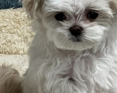 2 Male Maltese Puppies for Sale