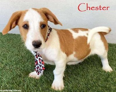 Chester - Basset Hound Male Puppy for Adoption