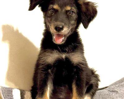 Shepherd mix puppies - Shepherd Male Puppy for Adoption