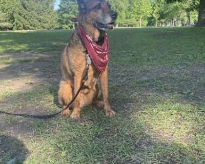 Rhys - Shepherd (Unknown Type) Female Dog for Adoption