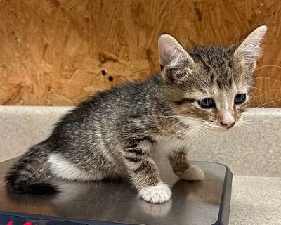 Arnold - Domestic Shorthair Male Cat for Adoption