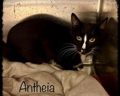 ANTHEIA see also SEREIA - Domestic Shorthair Female Cat for Adoption