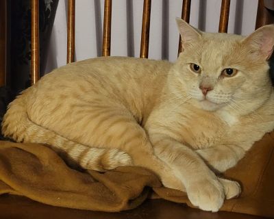 River - American Shorthair Male Cat for Adoption