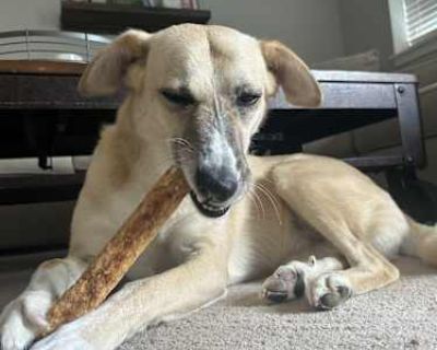 Carla - Saluki/German Shepherd Dog Mix Female Puppy for Adoption
