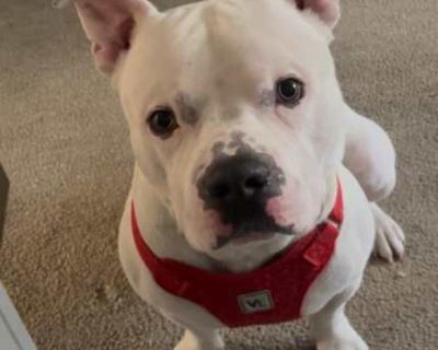 Marshmallow - American Bulldog Male Dog for Adoption