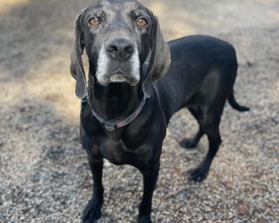 Meet Danica! This darling 7-8 year old labrador mix came to us from a local shelter after she was found as a stray. Danica is a precious girl with a very sweet disposition. She gets along great with other dogs and walks well on a leash. She is smart, friendly, and medium energy. Danica does not do well with cats. This girl has so much life in her despite her age, and we just know she would make...