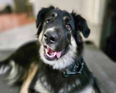 Coco IN LA!! - Australian Shepherd/German Shepherd Dog Mix Female Dog for Adoption
