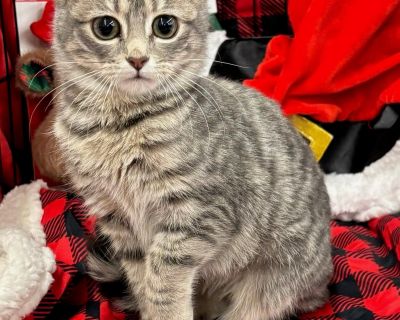 Petunia is a very sweet and playful kitten! She showed up at our house and was quick to warm up to our household. She might start out a little shy but she warms up quickly to new people. She loves to play with stick toys, use her scratch post and bat round springs and little toys. When she's done playing she's always ready for a cuddle and pets. Petunia is about 3 months old, she is spayed, chi...