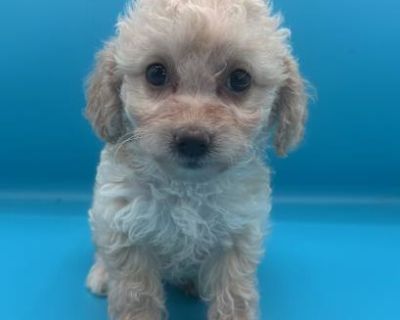 Tessa - Miniature Poodle/Maltipoo Mix Female Puppy for Adoption