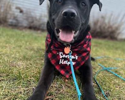 Leo - Labrador Retriever Male Dog for Adoption