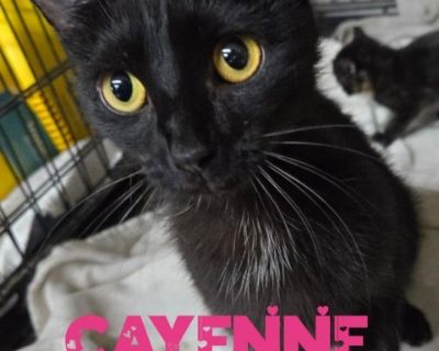 Cayenne - Domestic Short Hair Female Cat for Adoption