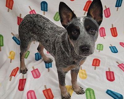 Toohey PENDING ADOPTION - Australian Cattle Dog Female Dog for Adoption