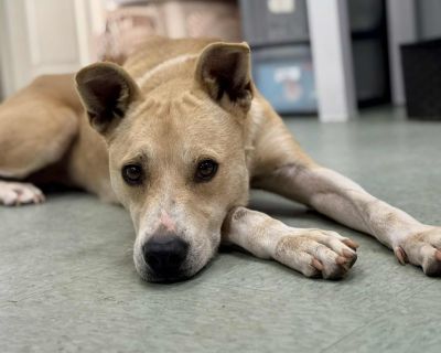 Please call the shelter at (706) 795-2868 to schedule a meet and greet. Madison Oglethorpe Animal Shelter is a non-profit shelter serving over 720 square miles. We are open intake, meaning we can not turn away animals from either county we serve. Our shelter intakes double or triple it's capacity every month so it is essential we place animals quickly into adoptive homes. Since so many animals ...