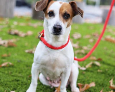 Darla - Jack Russell Terrier Mix Female Dog for Adoption