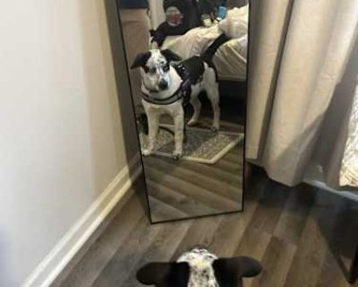 Jackson - Husky/Australian Cattle Dog Mix Male Puppy for Adoption
