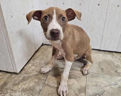 Ali - Terrier (Unknown Type, Medium) Male Puppy for Adoption