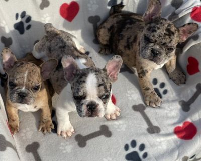 French Bulldog
