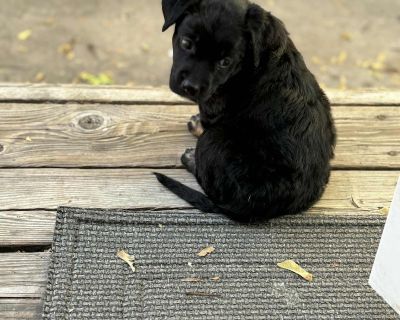 Rolo - Australian Cattle Dog / Blue Heeler Mix Female Puppy for Adoption