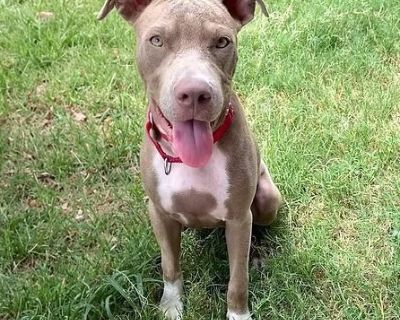 Charlotte is a sweet, affectionate 11 month old terrier mix that weighs 42 lbs. She is expected to be around 45-50 lbs. when she is full grown. Charlotte is the type of pup who brings happiness wherever she goes. With her playful spirit, silly antics, and social butterfly personality, she loves nothing more than making new friends, both human and dog alike. This affectionate girl thrives on con...